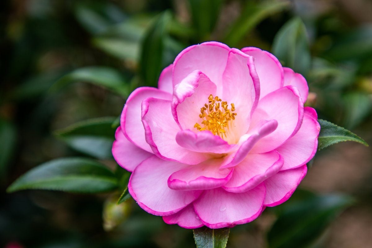 A Beginner's Guide to Growing a Camellia Bush