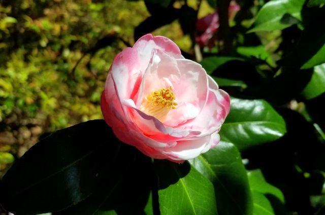 A Beginner S Guide To Camellias Flowering Shrubs