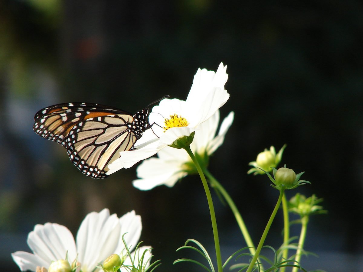 9 Butterfly Flowers That Are Easy to Grow From Seed