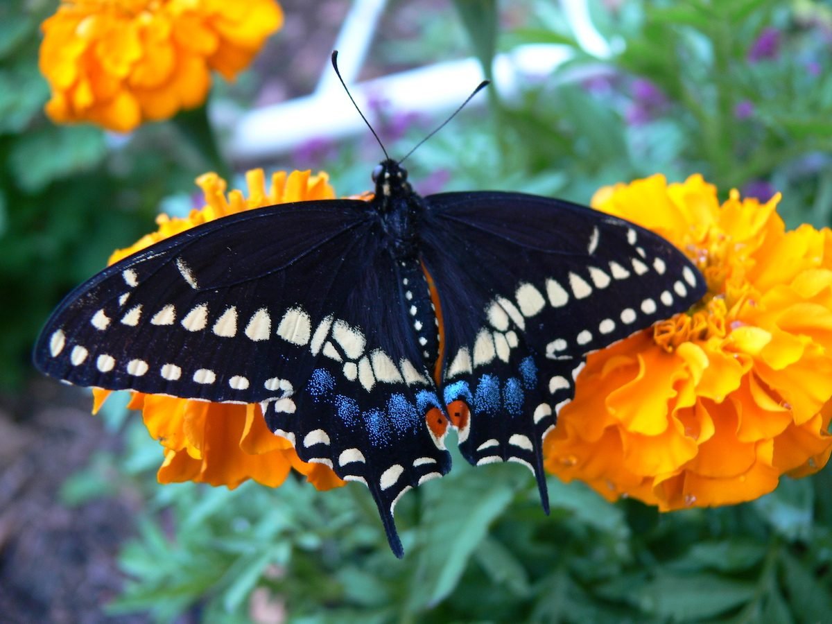 9 Butterfly Garden Flowers to Grow From Seeds