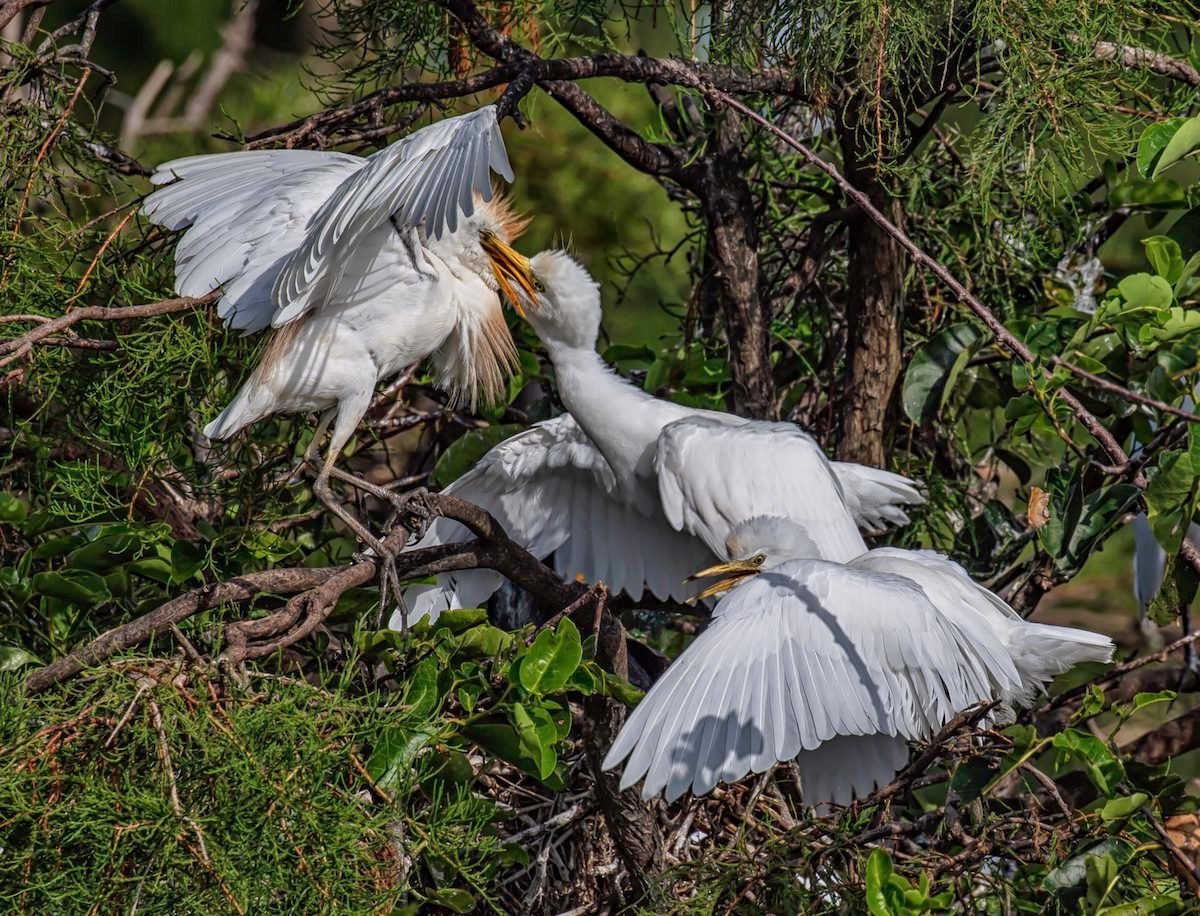 U.S. Fish and Wildlife Service - Snowy egret versus great egret, how to  tell the difference! Snowy egrets, left photo, are smaller in size, have  black bills and yellow feet which they