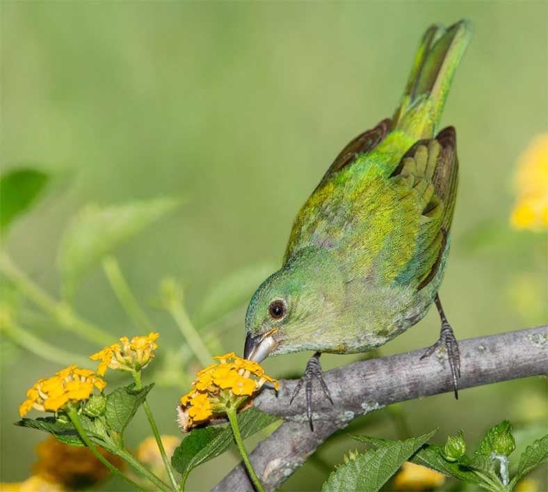 Female or juvenile painted buntings look green and nearly identical.