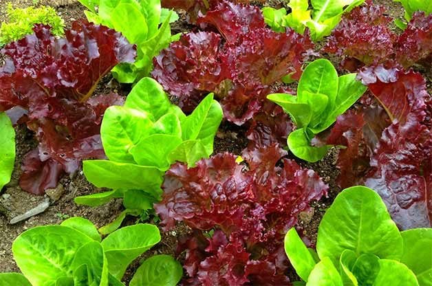 Top 10 Vegetables That Grow Well in Shade