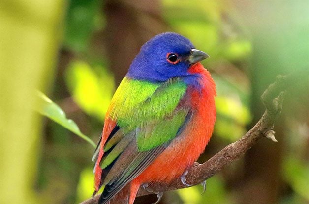 How to Identify a Painted Bunting