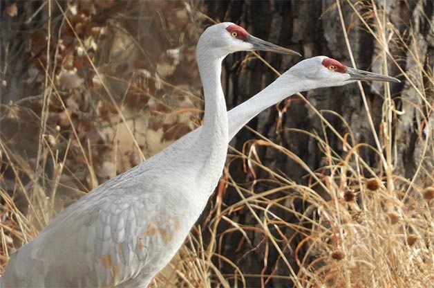 8 Interesting Facts About Sandhill Cranes