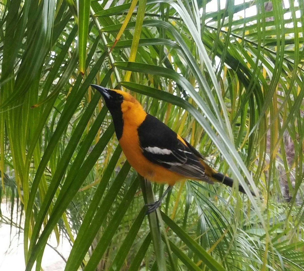 Breaking Down the Different Types of North American Orioles