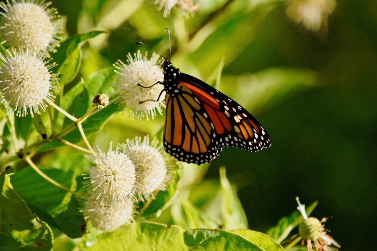 17 Blooming Bushes That Attract Butterflies