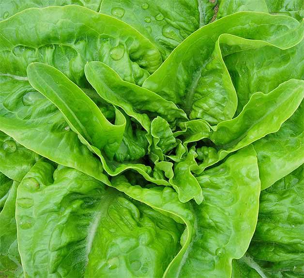 Start Lettuce From Seed in Recycled Containers