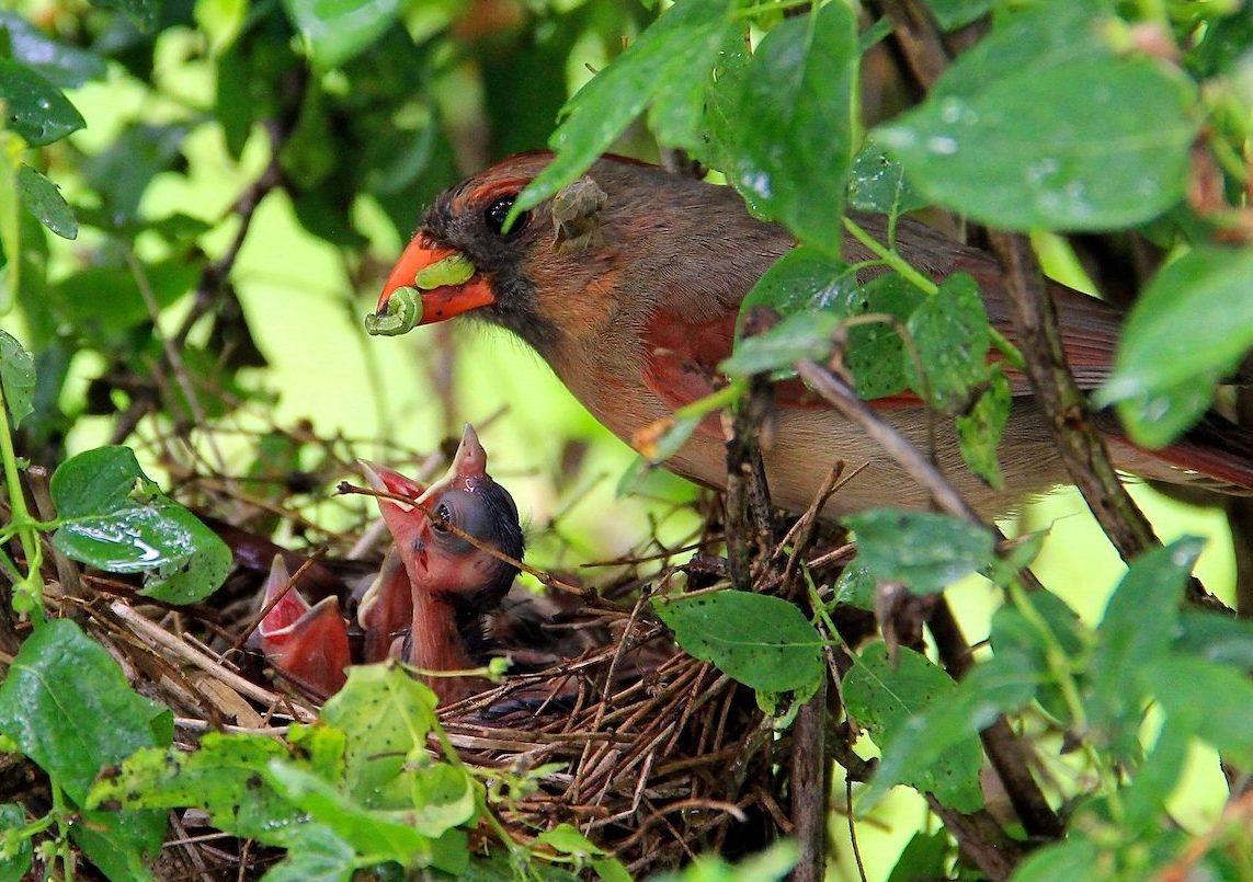 cardinal nest, what do baby cardinals eat