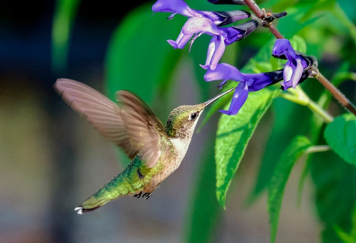 Top 10 Purple Hummingbird Flowers to Grow