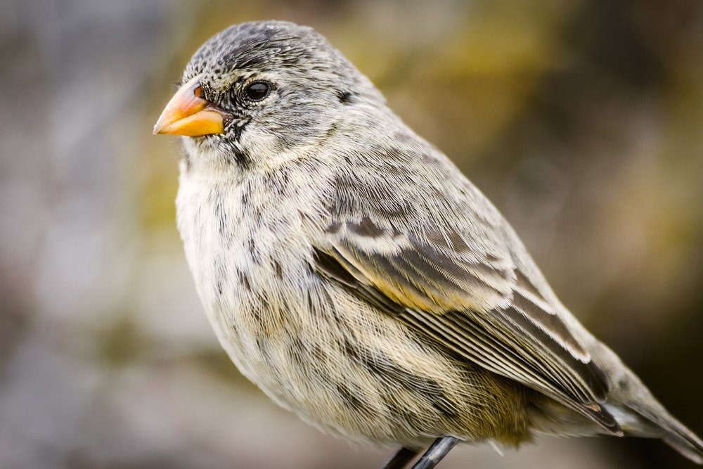 12 Birds You Can Only See in One Place on Earth | Birds and Blooms