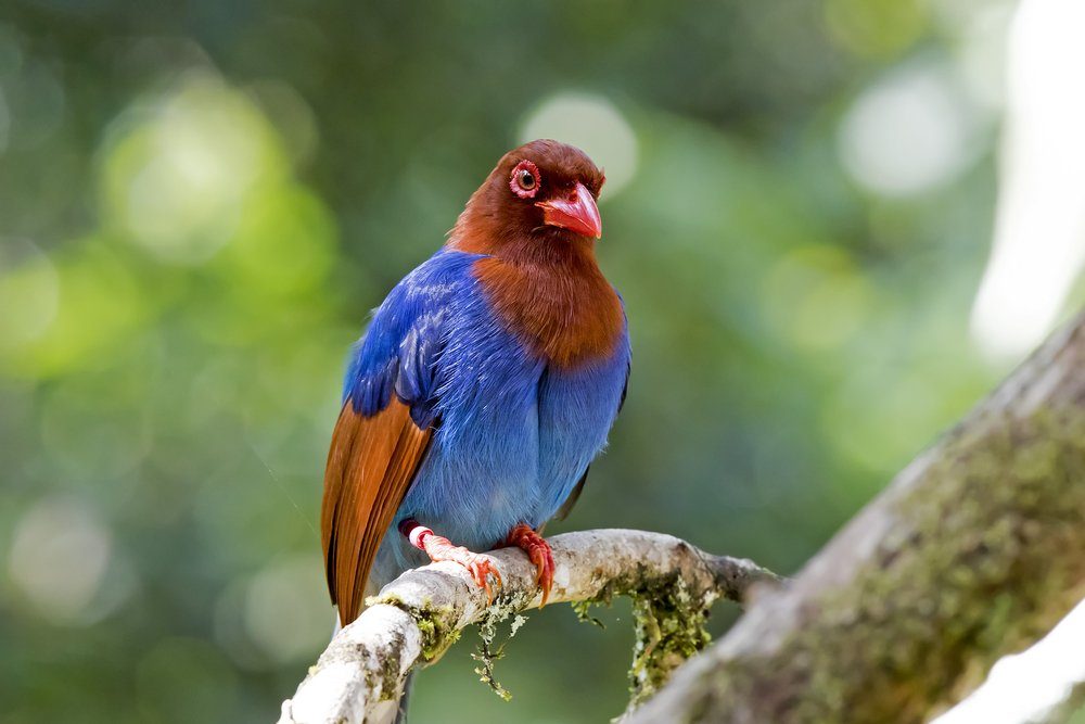 12 Birds You Can Only See in One Place on Earth