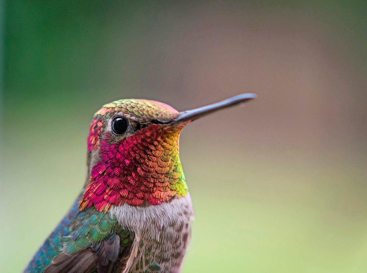 14 Proven Hummingbird Photography Tips - Birds and Blooms