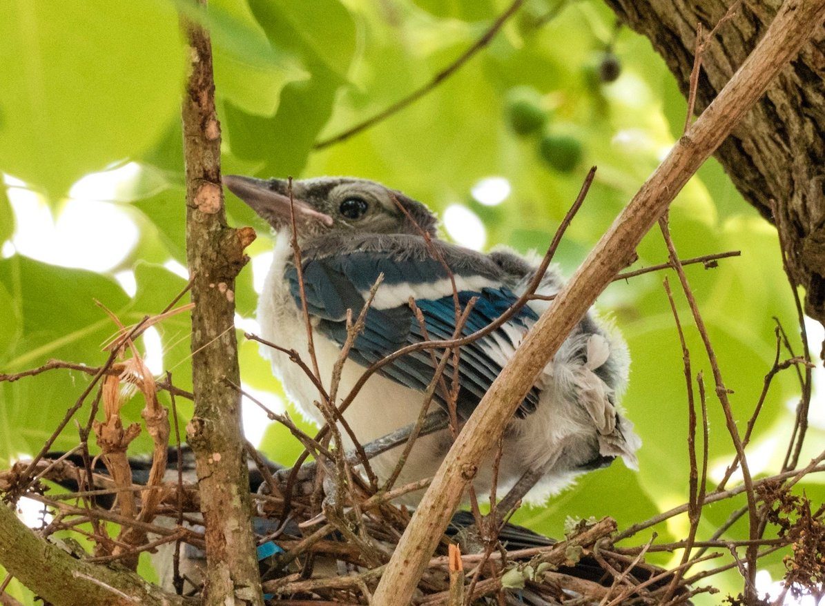 Any tips for telling male and female blue jays apart? : r/birding