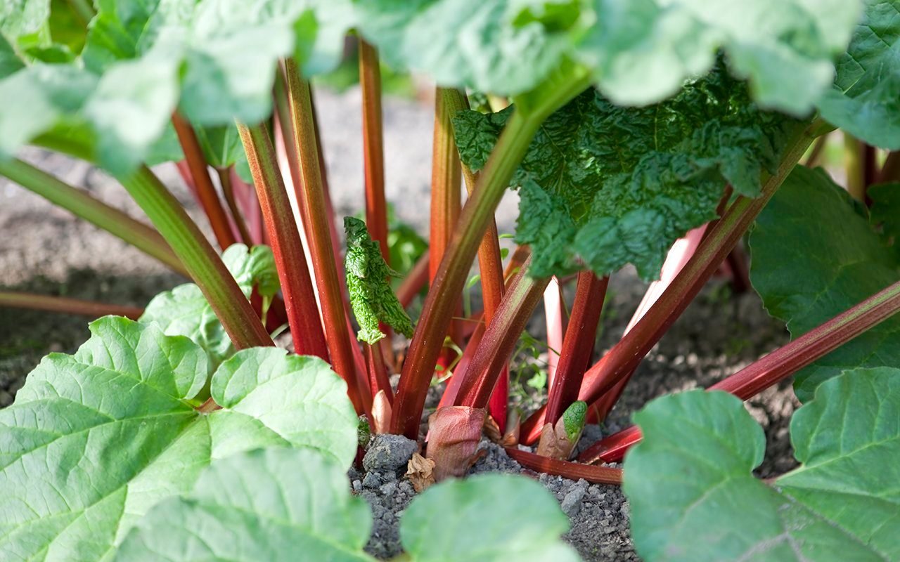 How to Harvest Rhubarb the Right Way (Hint: Don’t Cut It!)