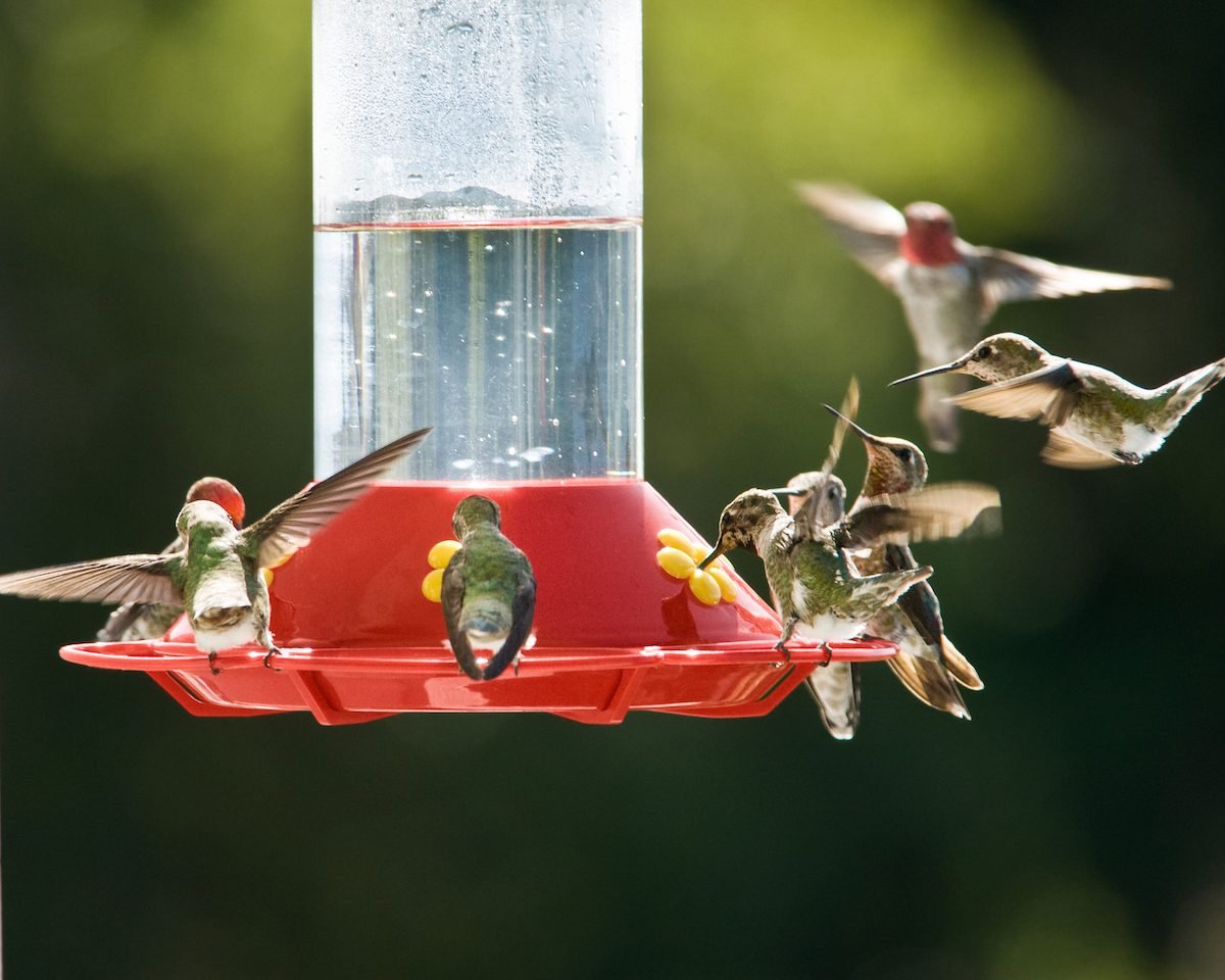How to Clean Your Hummingbird Feeder