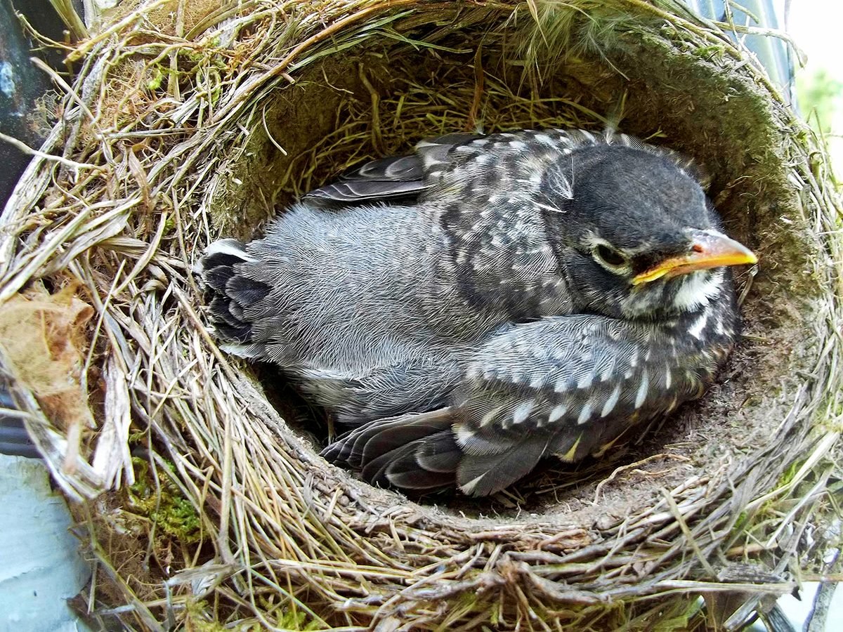 What to Do if You Find a Bird Nest With Eggs or a Baby Bird ...