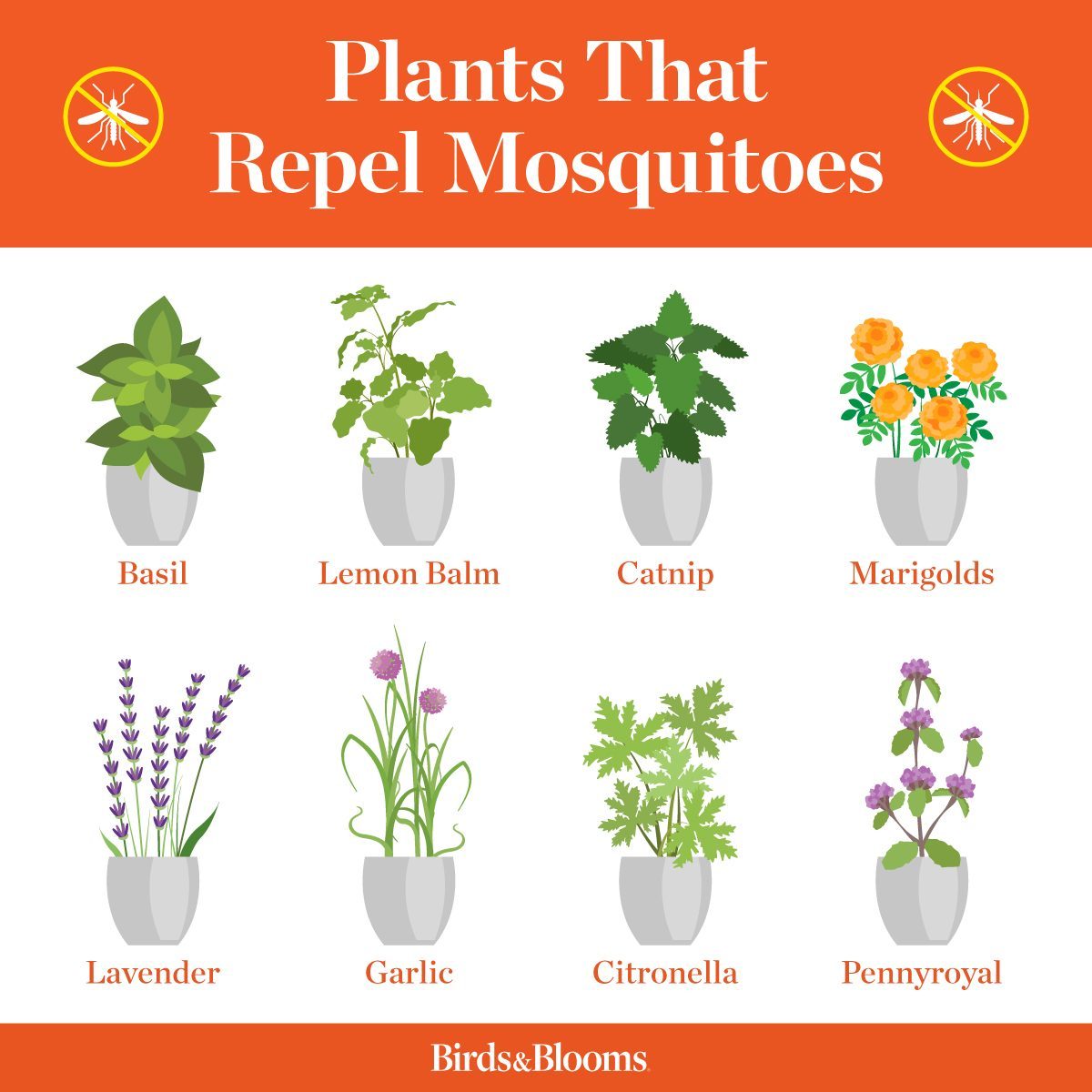 Plants That Repel Mosquitos Basil Lemon Balm Catnip Marigolds Lavender Garlic Citronella Pennyroyal