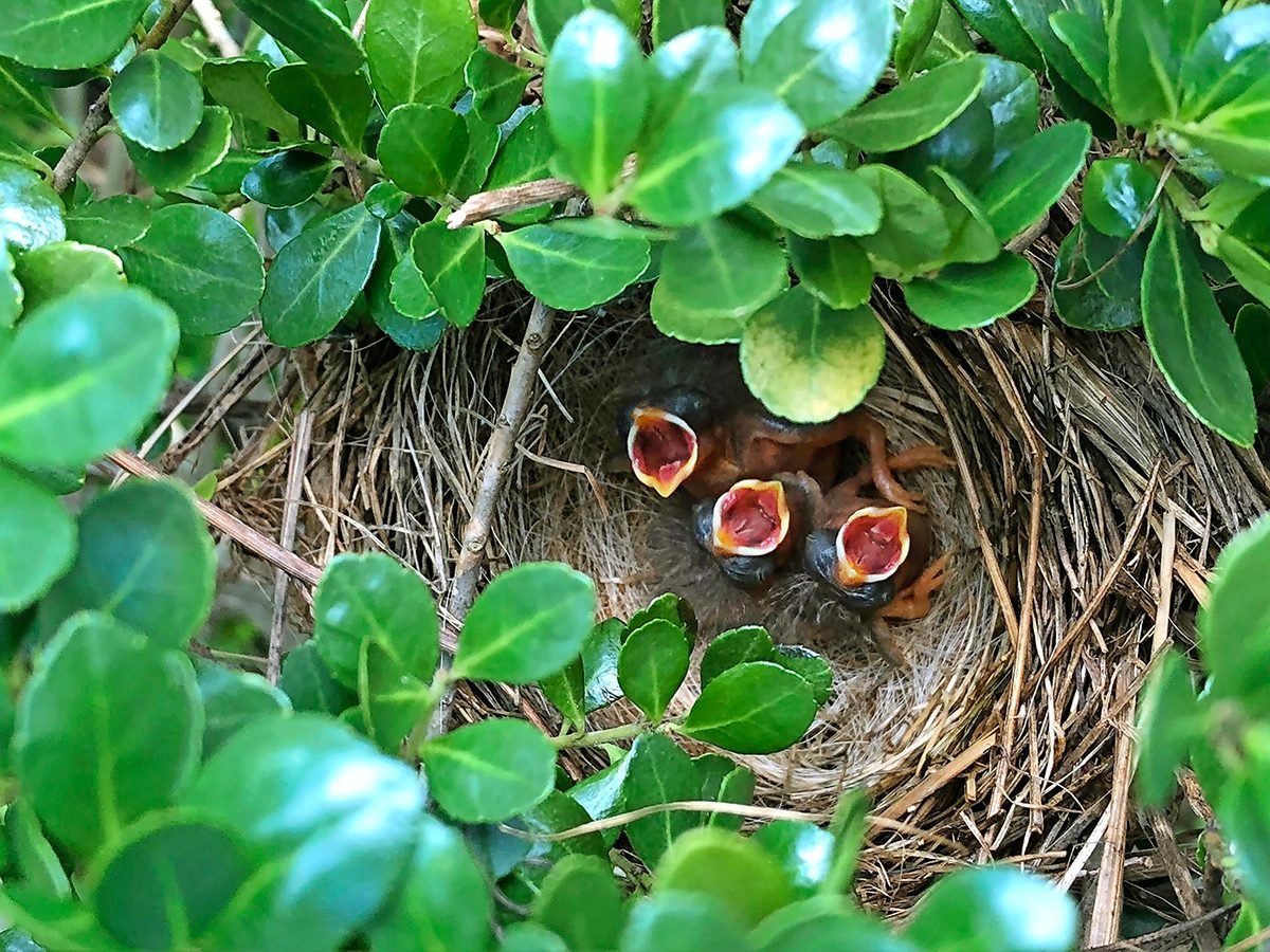 What is a Fledgling? See How a Baby Bird Grows Up