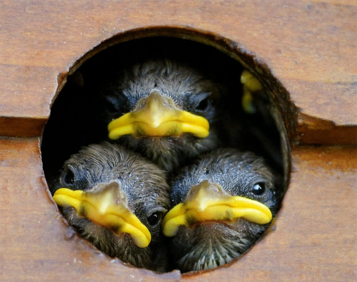 baby birds with yellow beaks