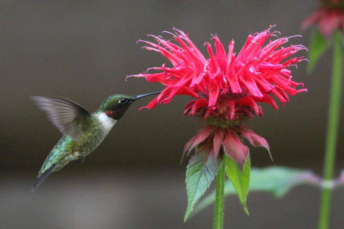 Top 15 Colorful Hummingbird Flowers to Grow