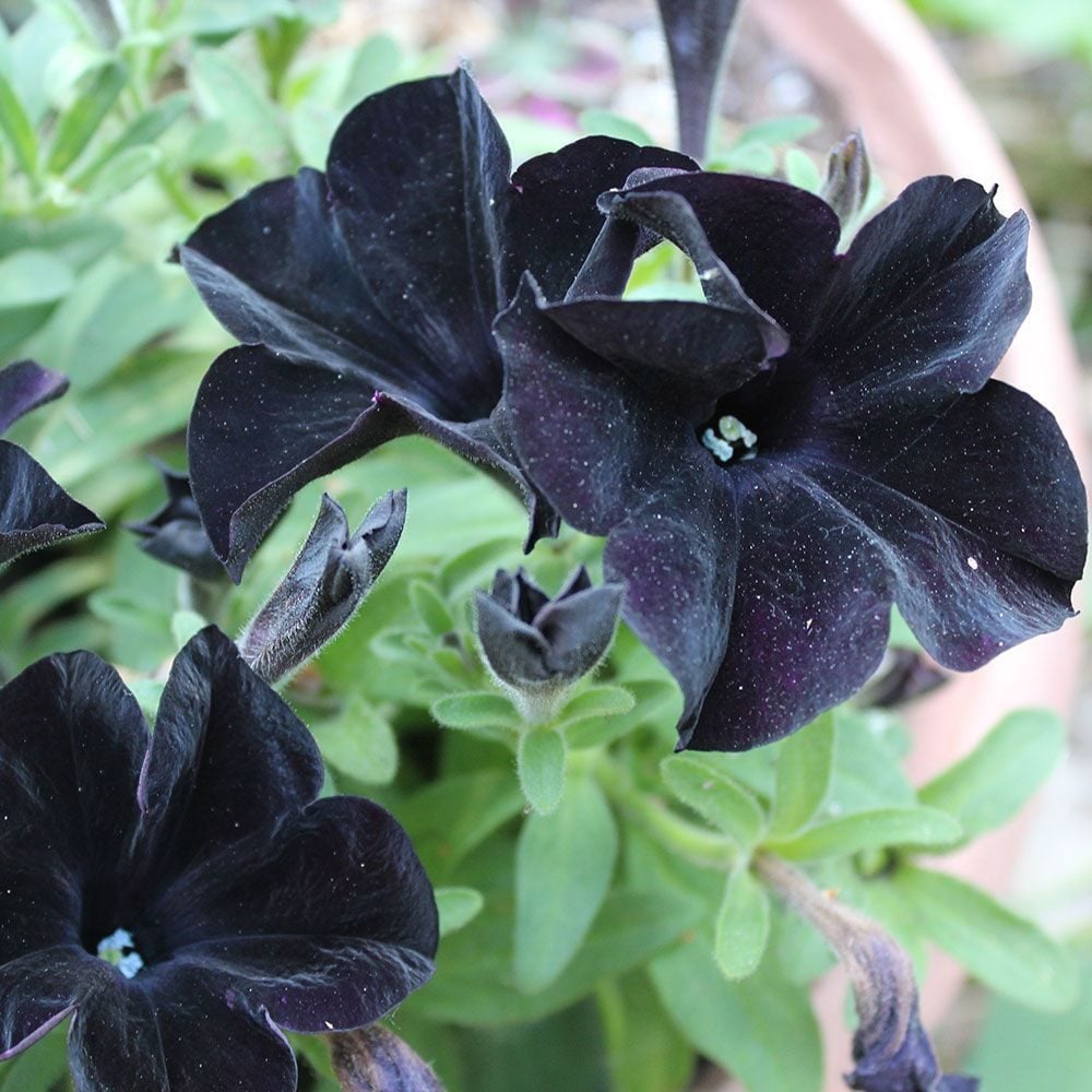 Top 10 Black Annual and Perennial Plants