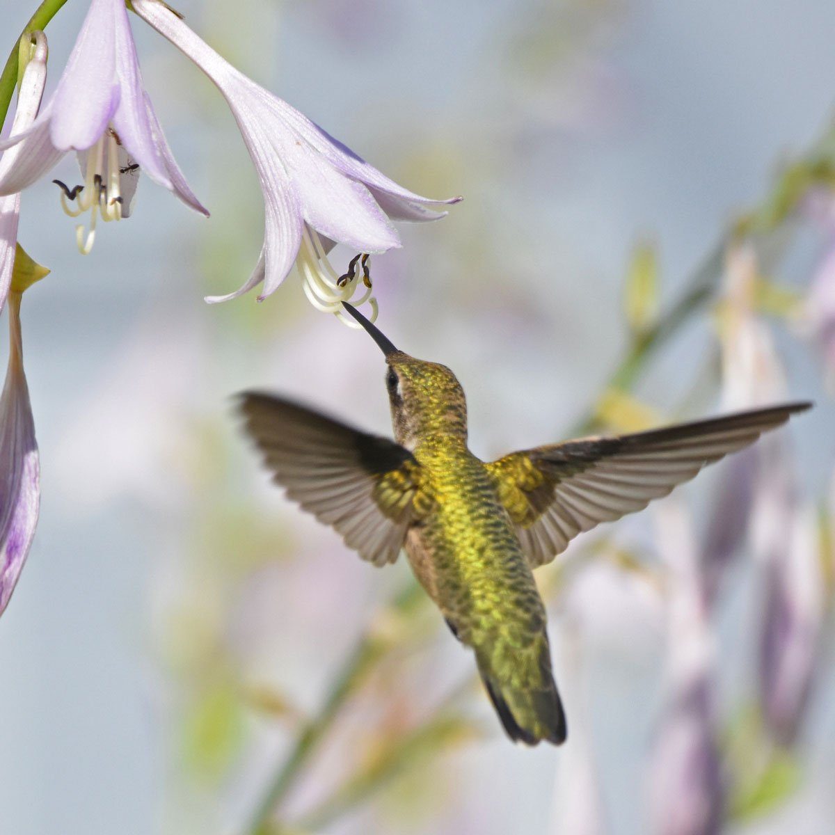 Do Hostas Attract Hummingbirds?