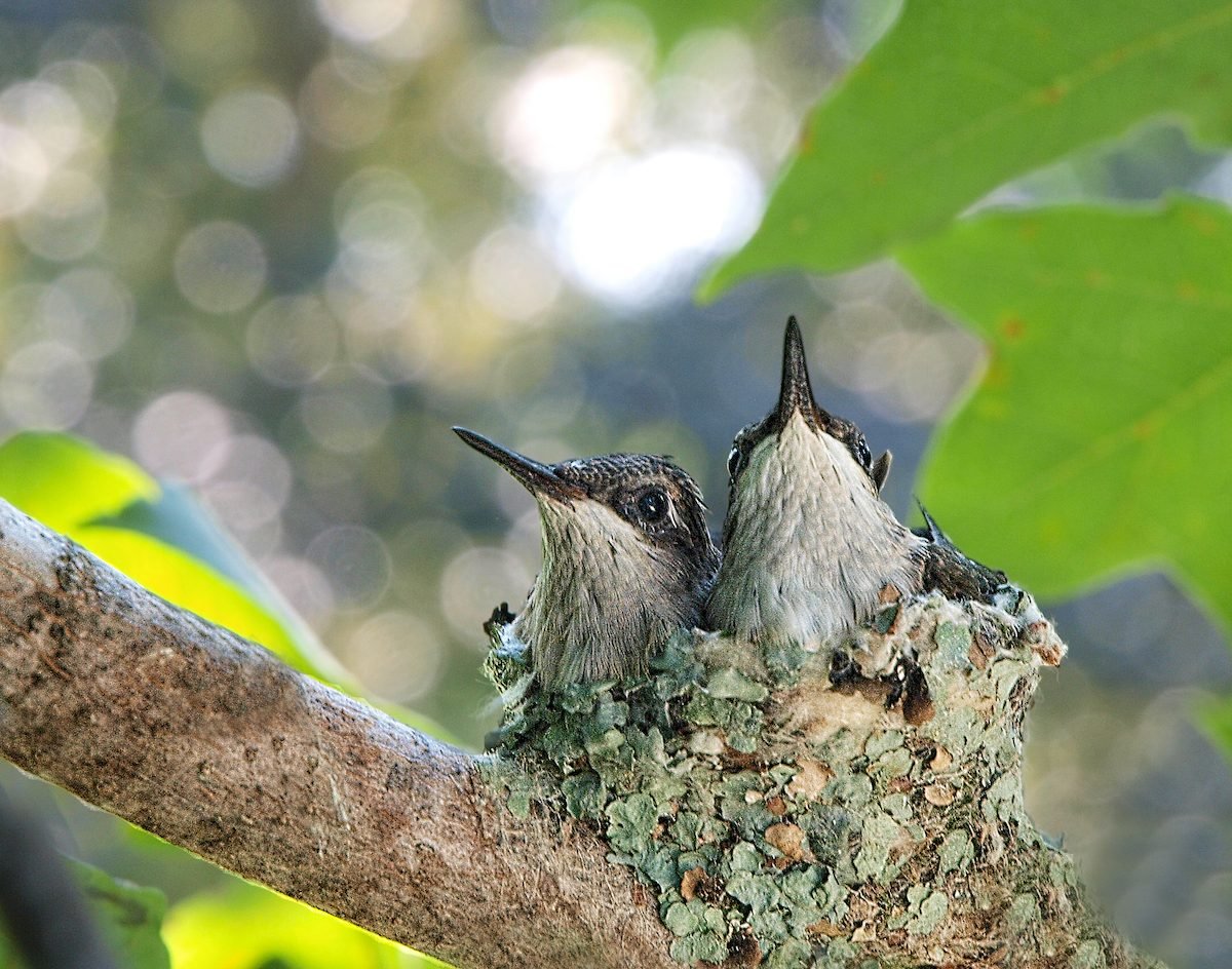 15 Amazing Baby Hummingbird Facts and Pictures