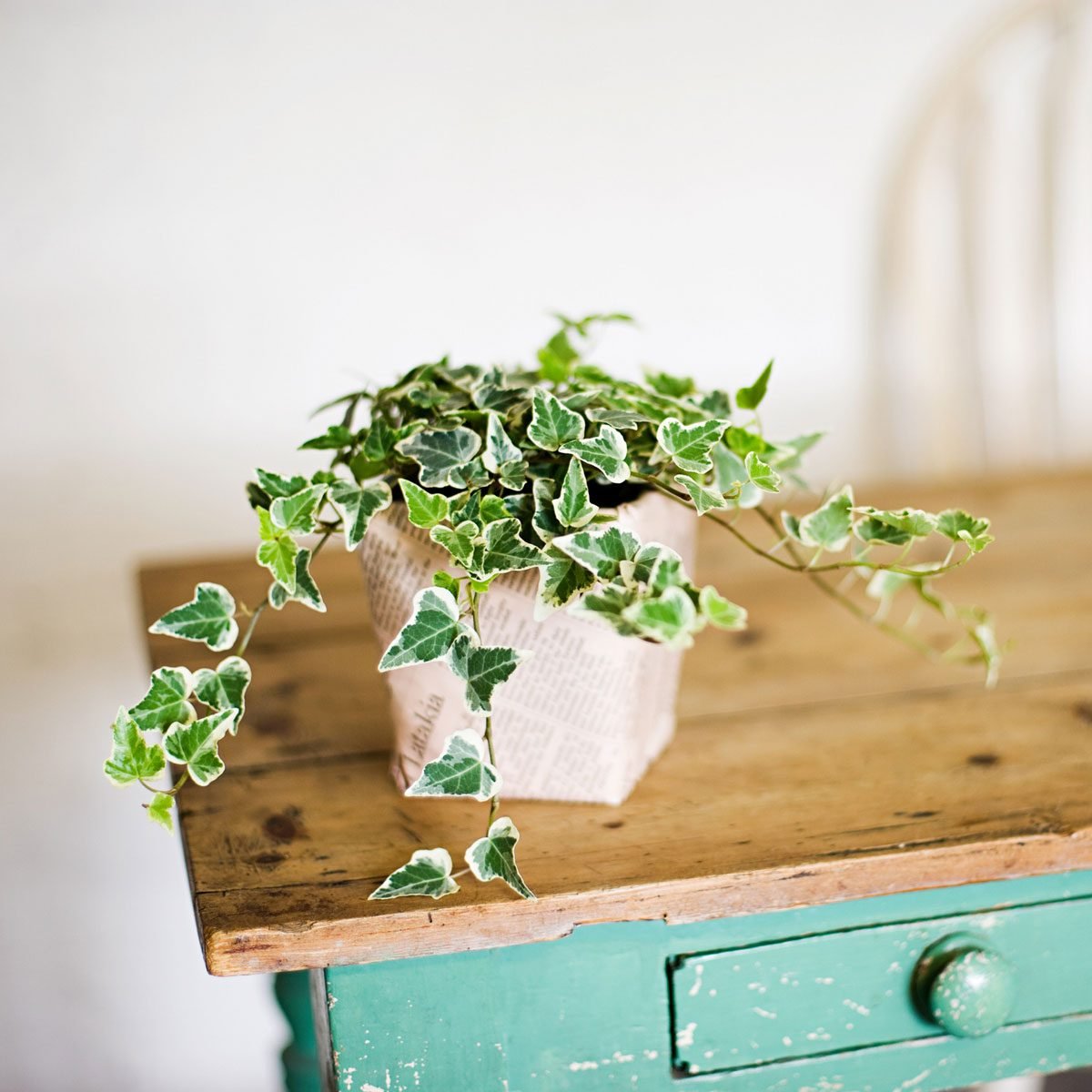 Why Plants are Perfect Housewarming Gifts (and 5 Great Ones to Give!)