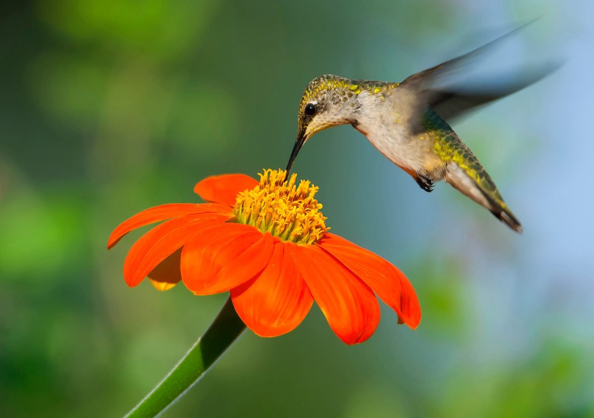 Top 10 Annuals That Attract Hummingbirds