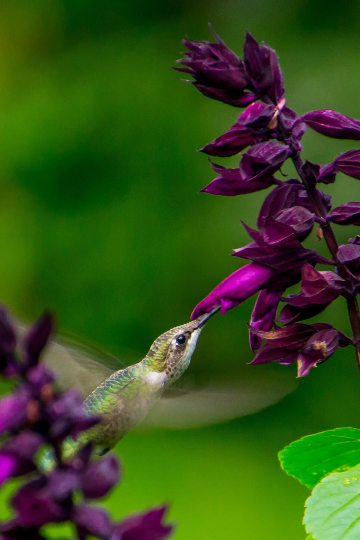 Top 10 Annual Flowers That Attract Hummingbirds Birds and Blooms
