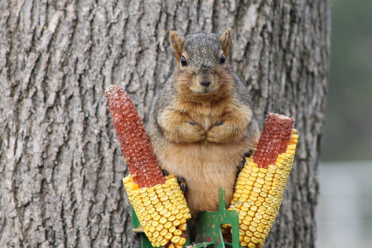 What to Feed Squirrels (and How to Peacefully Co-Exist)