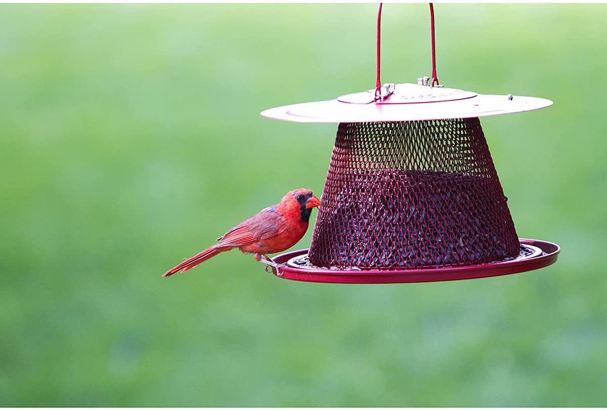 The Best Cardinal Bird Feeders and Birdseed