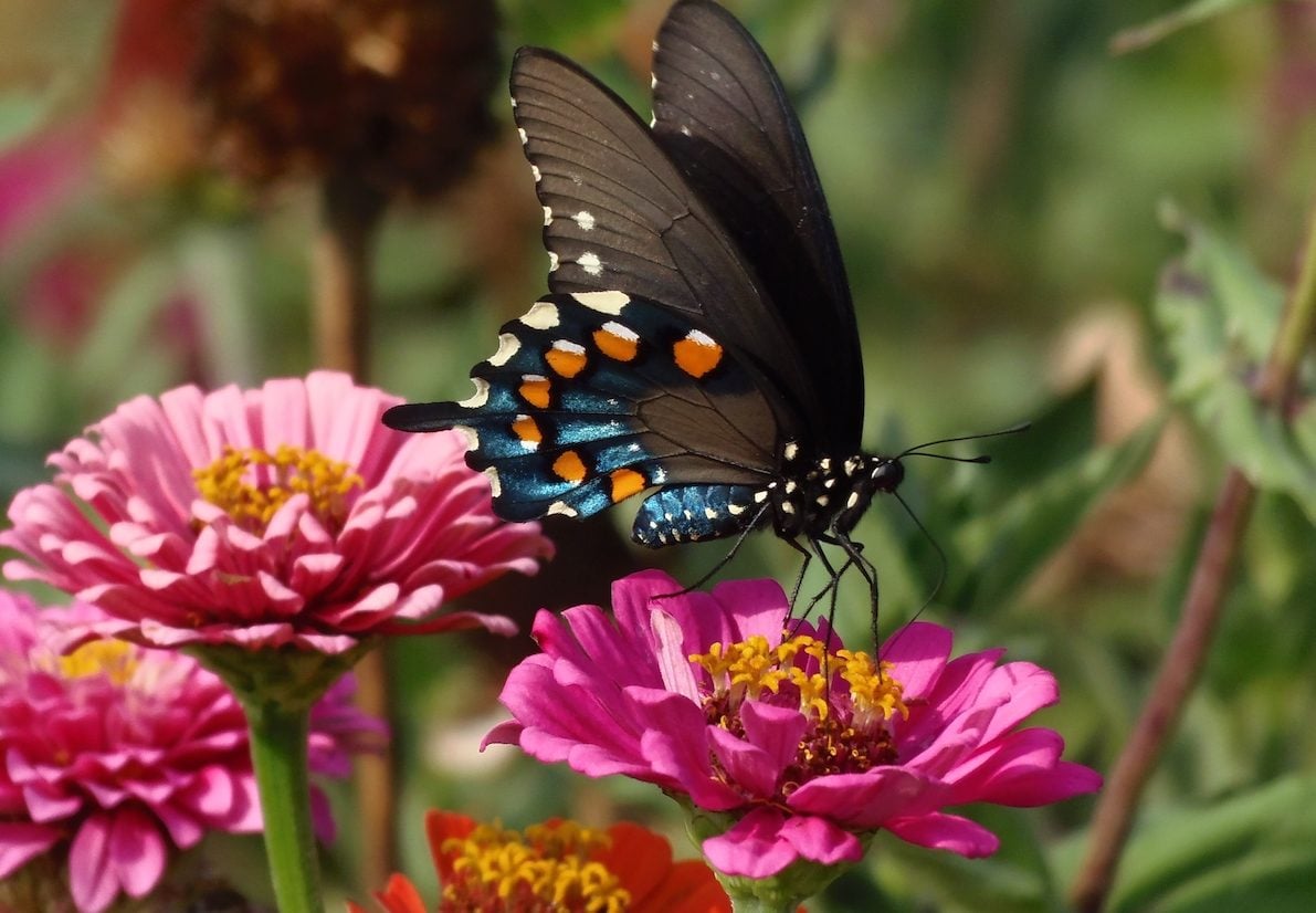 7 Summer Nectar Flowers That Attract Butterflies
