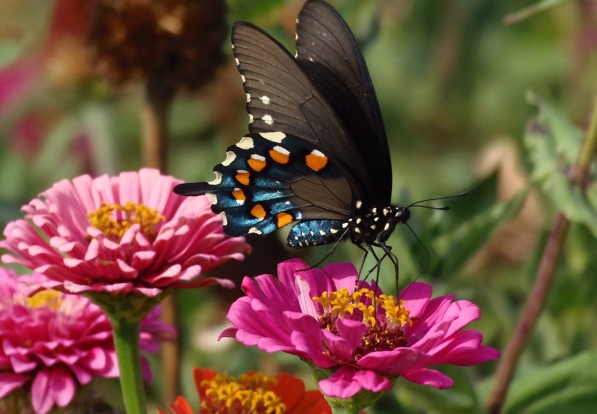 16 LongBlooming Flowers for Attracting Butterflies and Hummingbirds