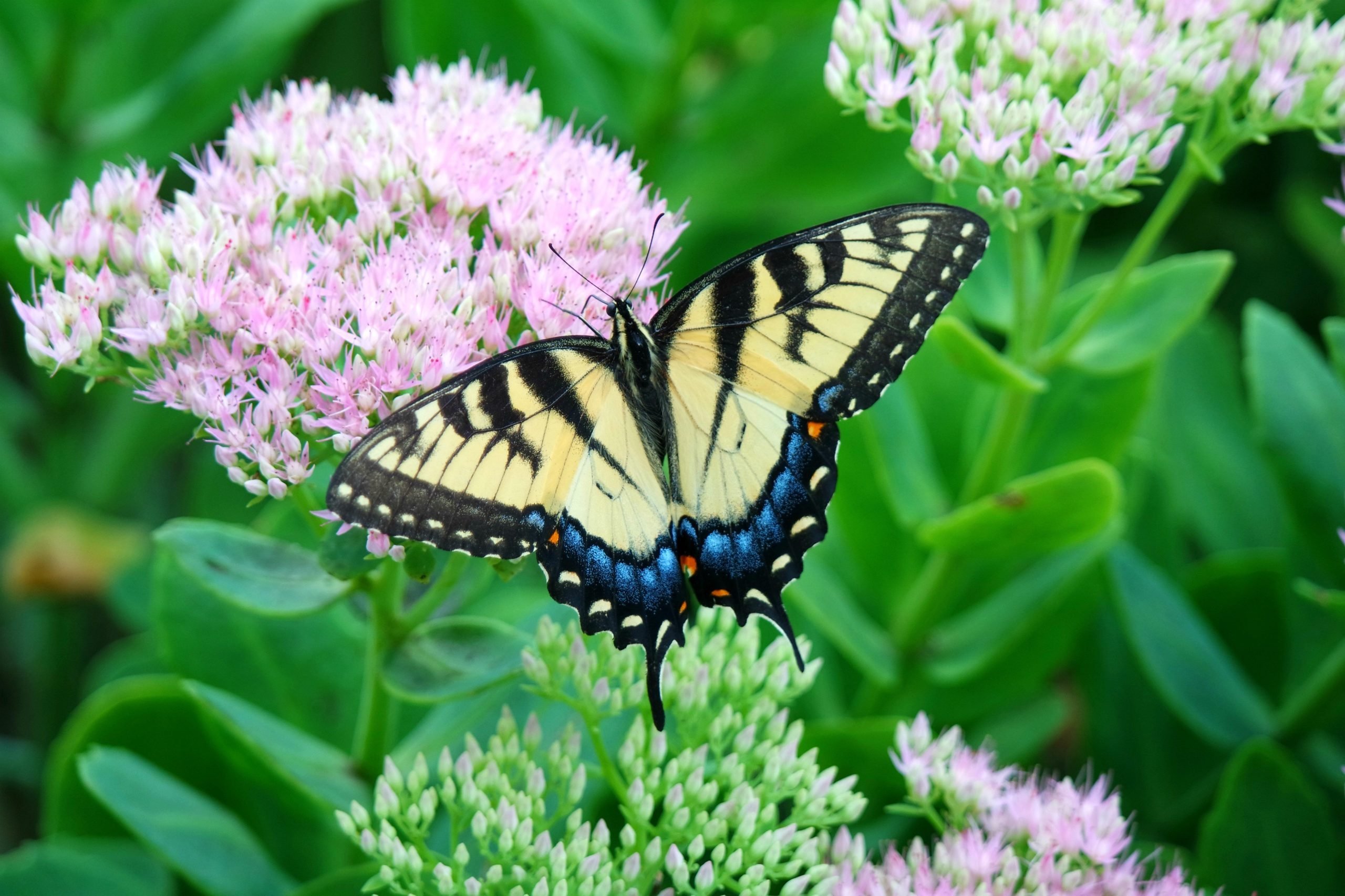 16 Long-Blooming Flowers for Attracting Butterflies and Hummingbirds ...