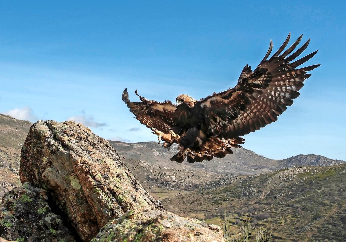 Bald Eagles and Golden Eagles: The Types of Eagles in North America