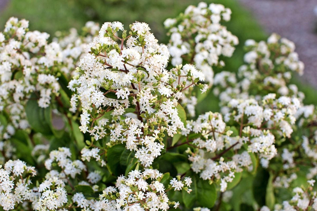 Plant identification white flowers