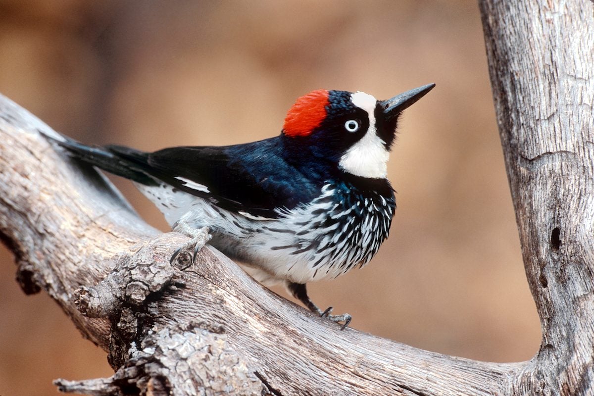 6 Bird Beak Types and How Birds Use Them to Eat