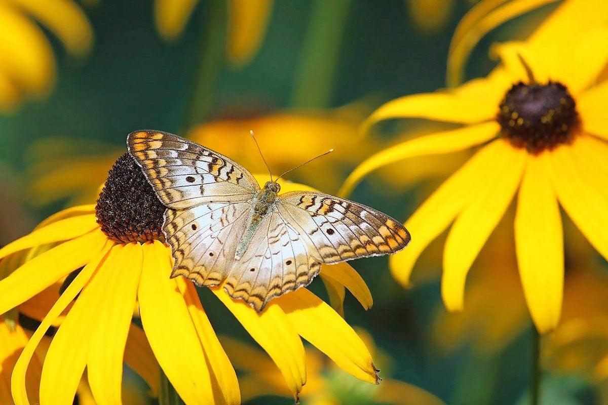 Plant a Meadow: Grow Wildflowers for Butterflies