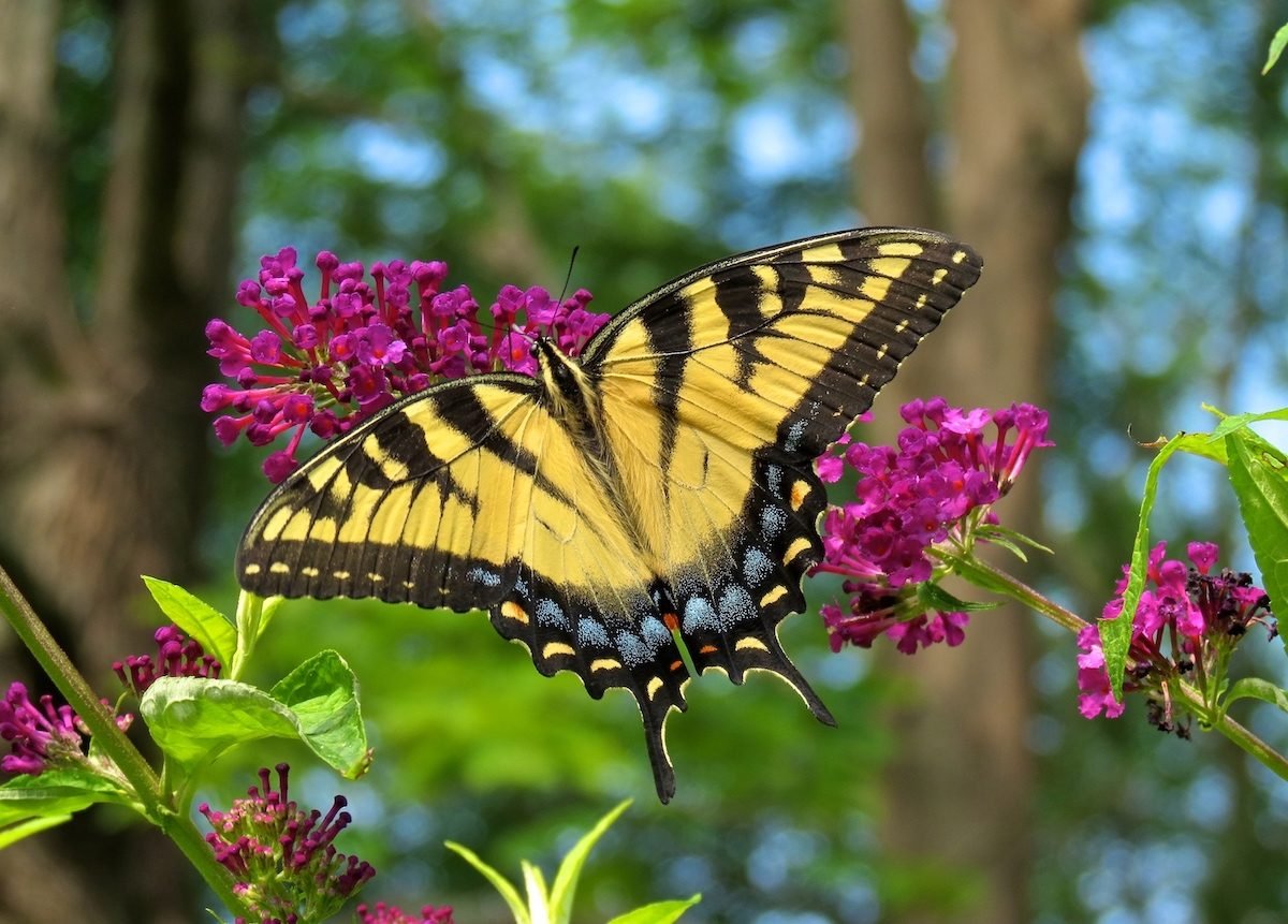 Butterfly Bush Care: When Do Butterfly Bushes Bloom?