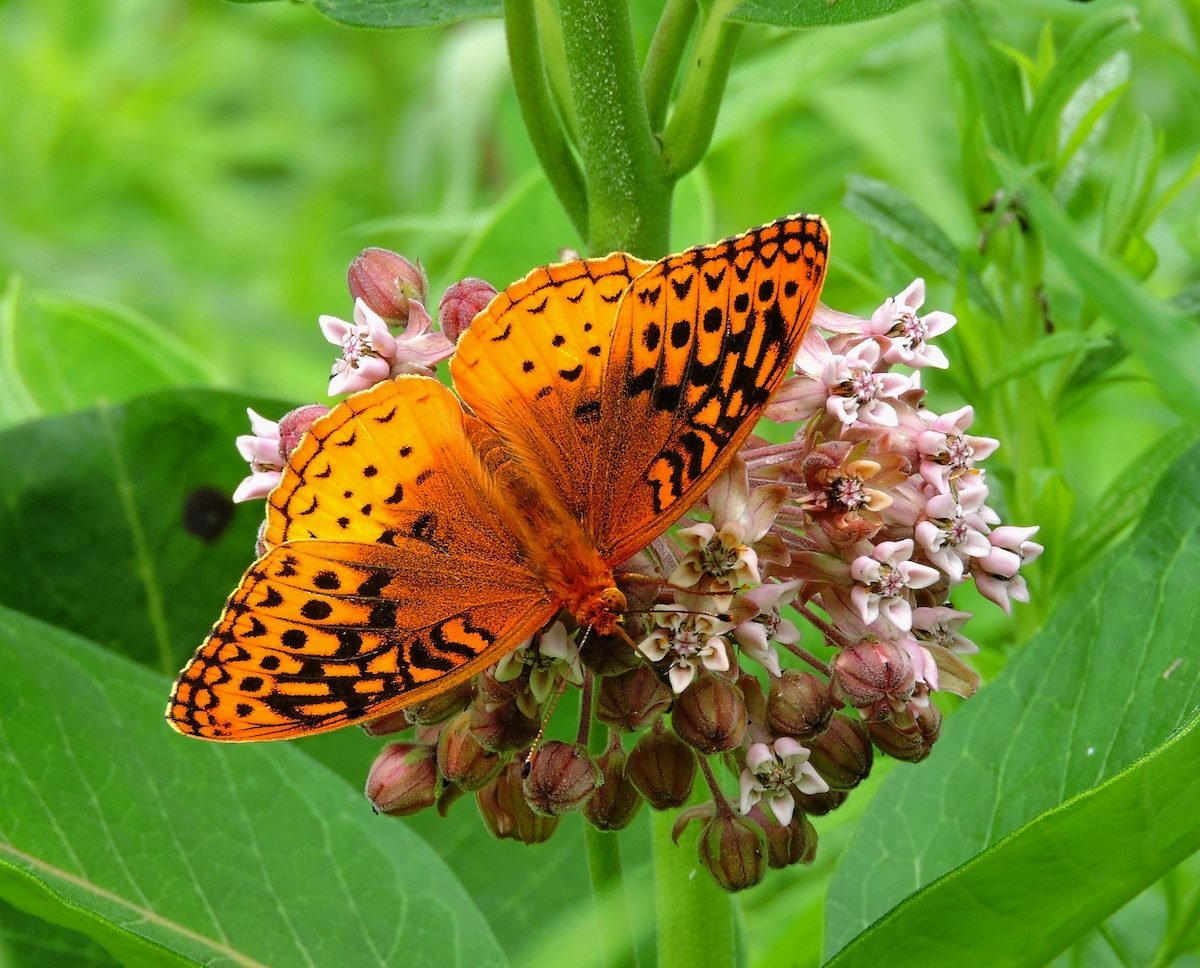 5 Easy Ways to Attract and Help Butterflies
