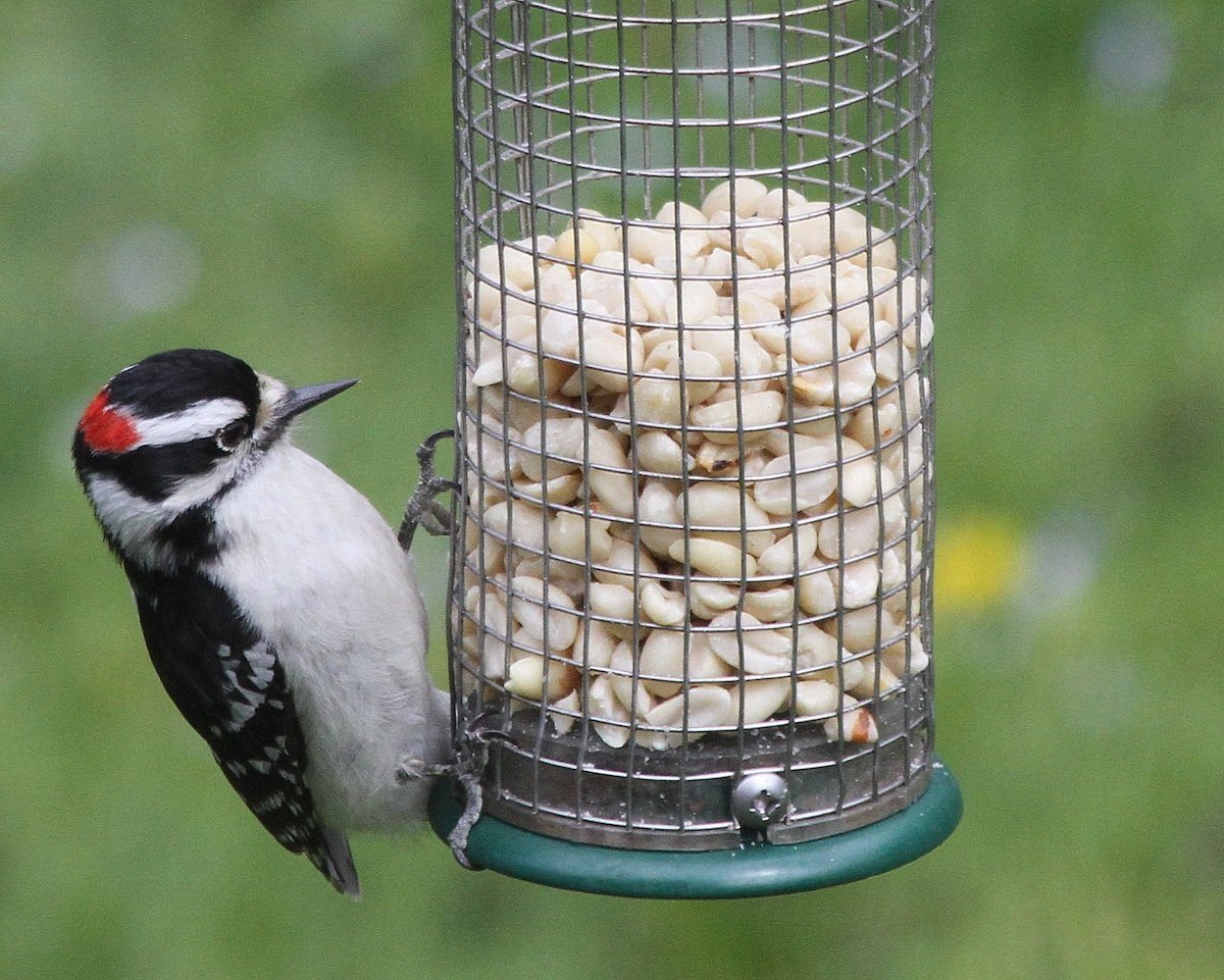 How (and How Often) to Clean Bird Feeders