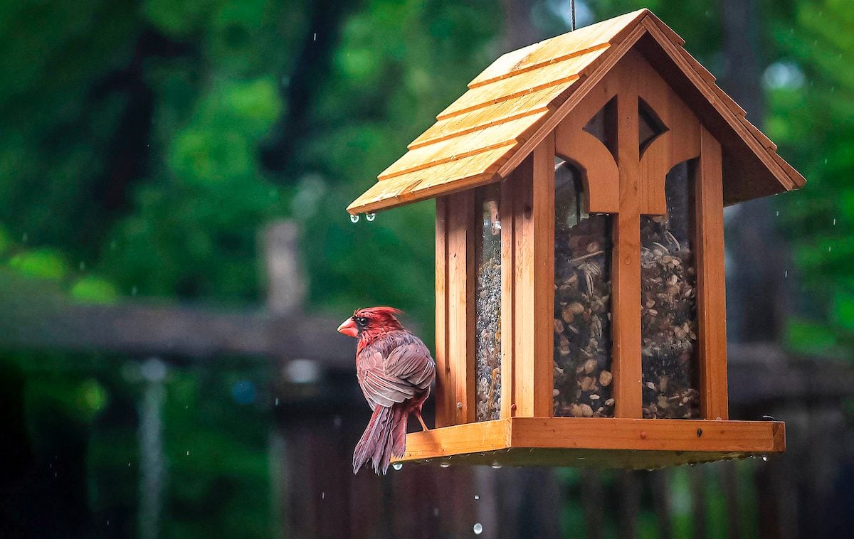 Attract Cardinals to Your Yard: 7 Tips and 3 Things to Avoid