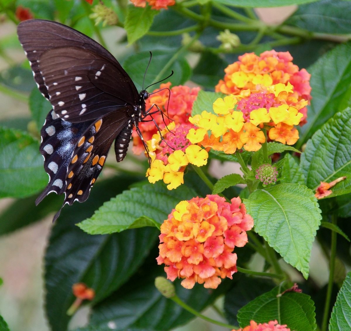 Late-Blooming Fall Flowers That Attract Butterflies