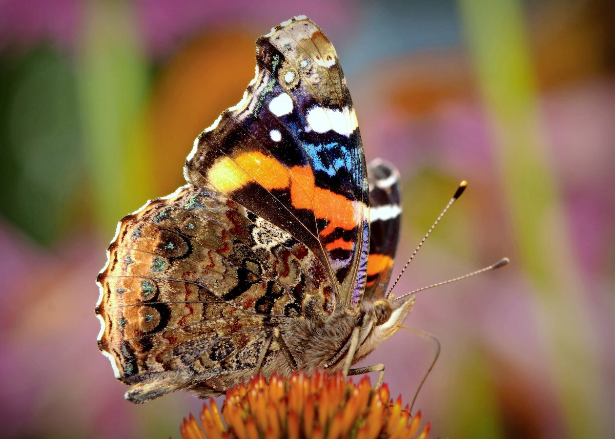 Meet the Red Admiral Butterfly and Learn How to Attract Them