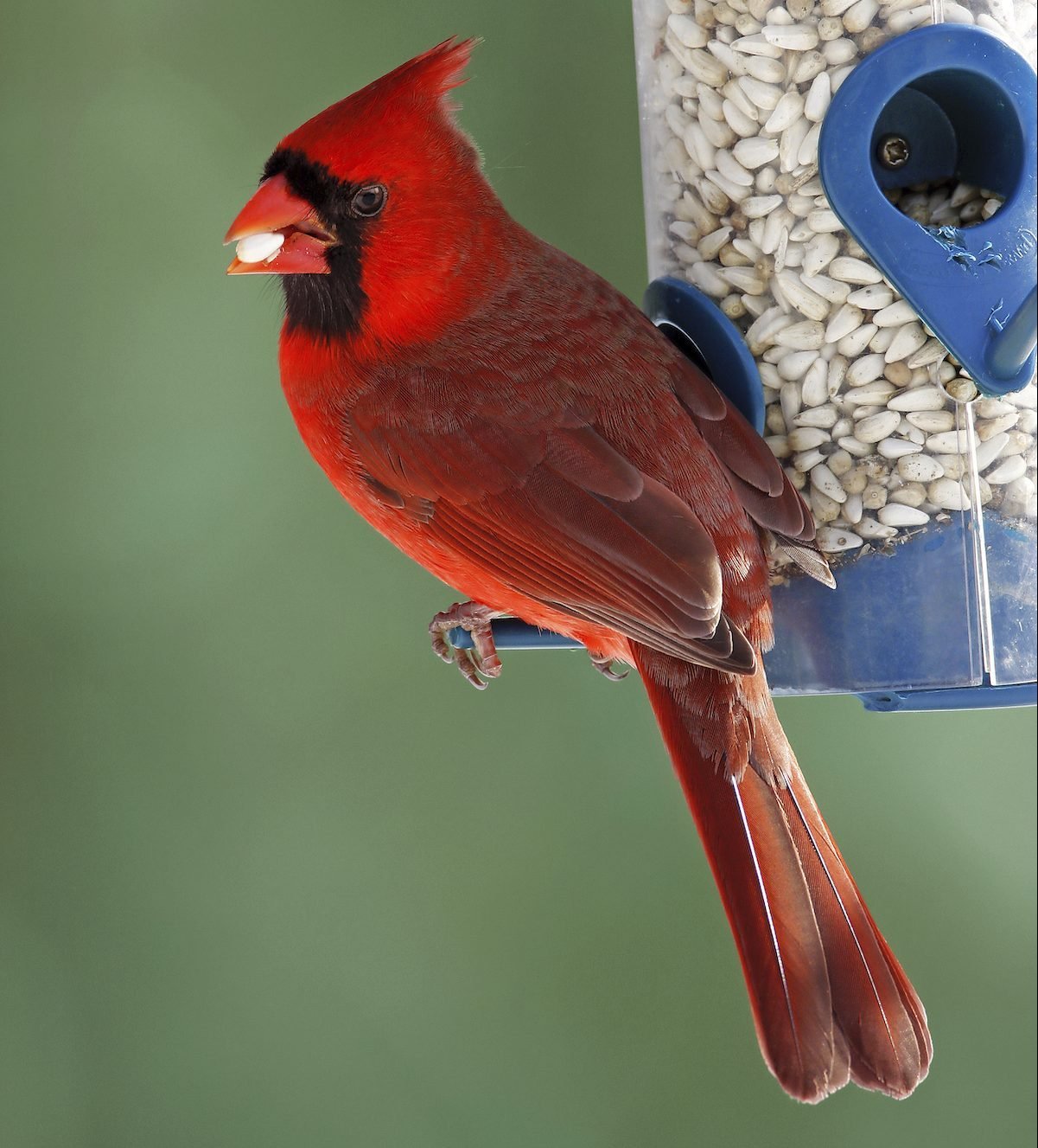 Dark Orange-Red Safflower Seeds