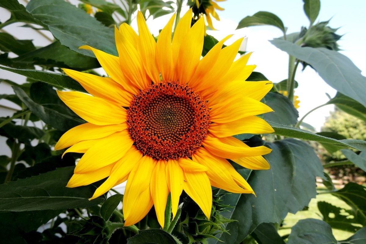 sunflower, birdseed plants