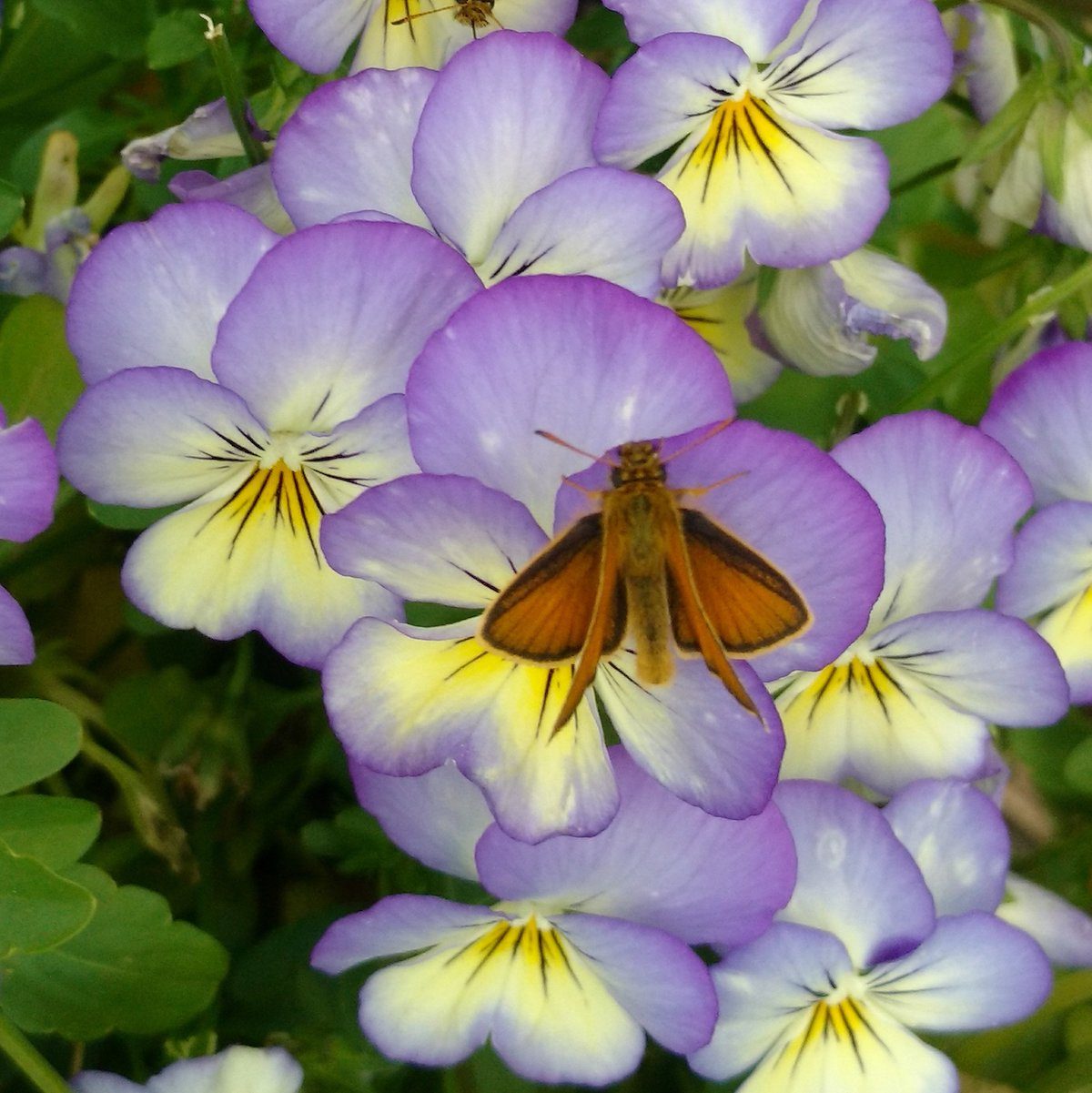 Grow Colorful Viola Flowers as Cool-Season Annuals