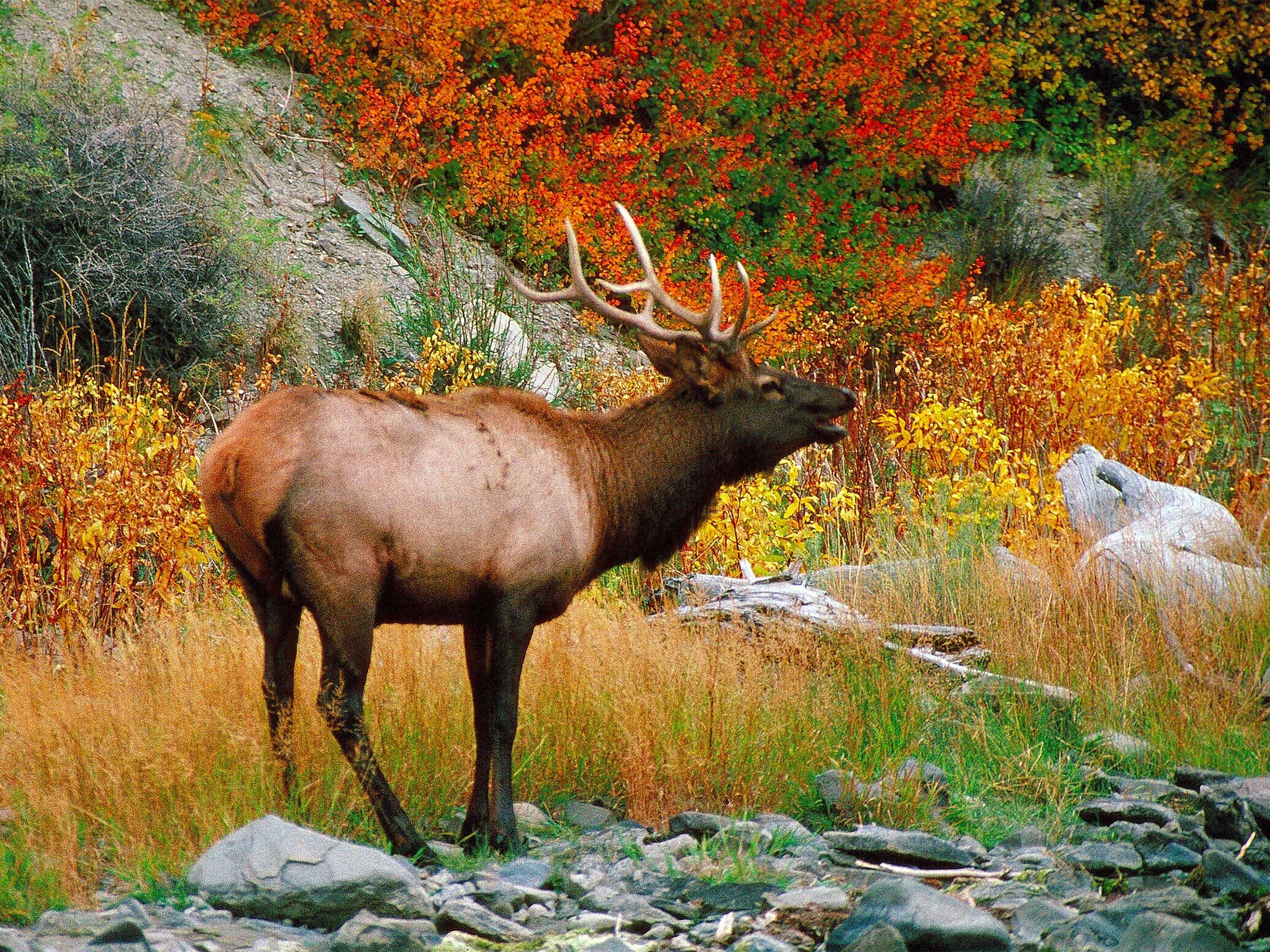 20 Amazing Wildlife Photos in Yellowstone National Park Birds and Blooms